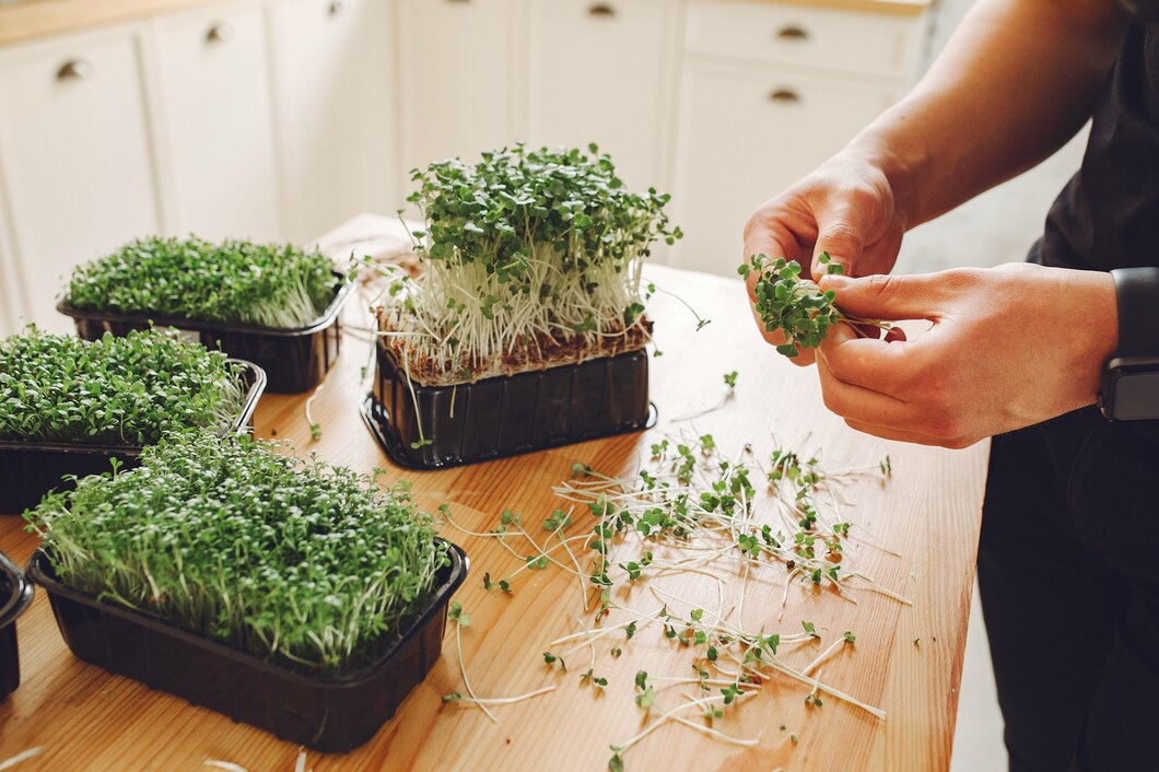 Poradnik dla początkujących: Jak prawidłowo hodować rośliny z feminizowanych nasion indoor i outdoor